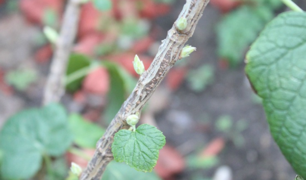 Caring for Raspberry Bushes