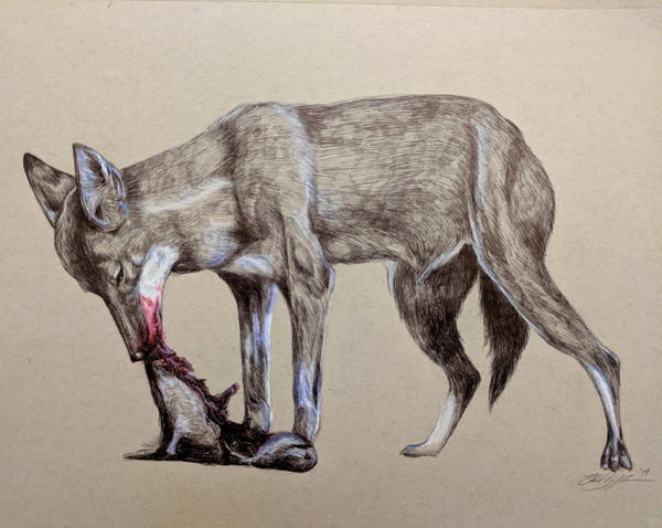 濒临灭绝的埃塞俄比亚狼。它们是世界上最稀有的犬科动物。用圆珠笔画的。＂title=