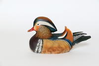 The Most Beautiful Duck in the World
