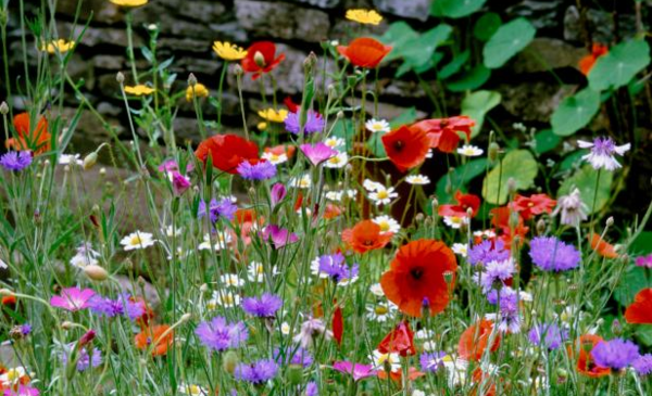 How to Grow a Wildflower Garden