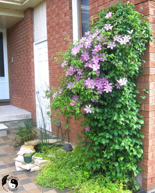 Train Your Clematis In Spring Beautiful Blooms By Summer!