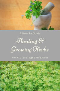 Planting And Growing Herbs