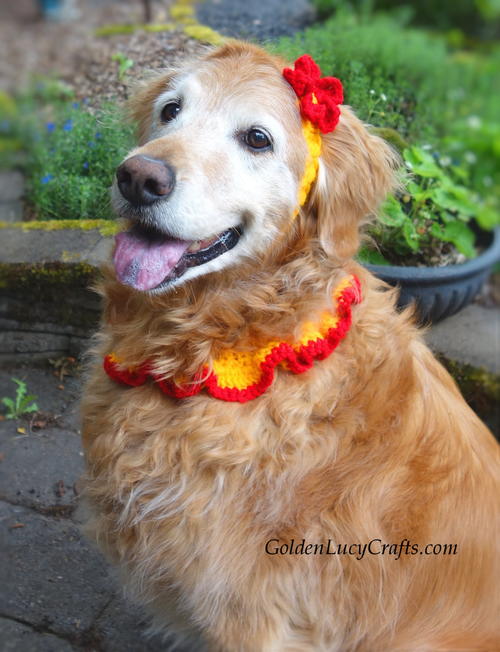 Crochet Dog Collar And Headband