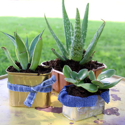 Succulent Planters Made From Recycled Food Containers