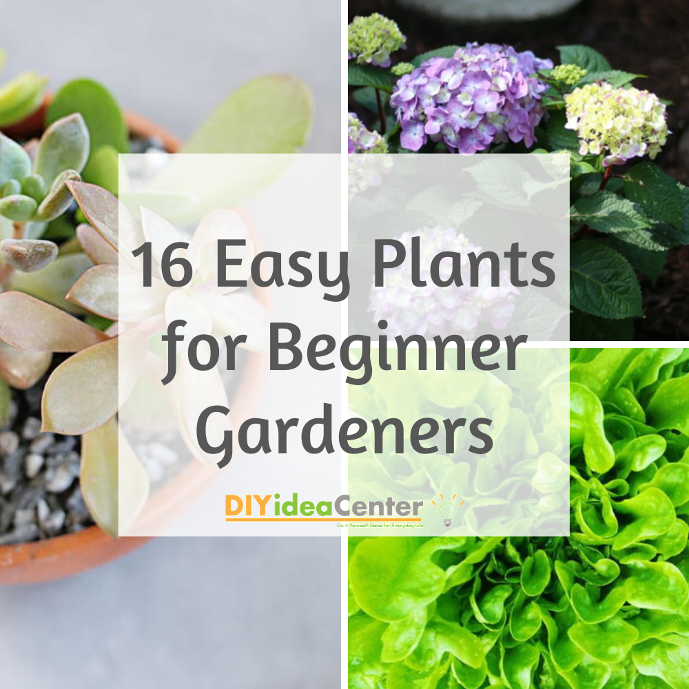 Easy-to-grow plants for beginner gardeners, including herbs, vegetables, and flowers