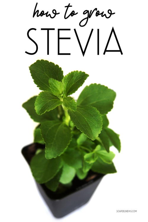 How To Grow Stevia As A Natural Sweetener