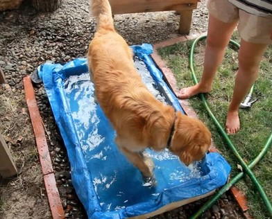 5 Step DIY Dog Pool