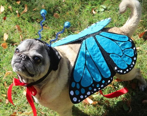 Beautiful Butterfly DIY Pet Costume