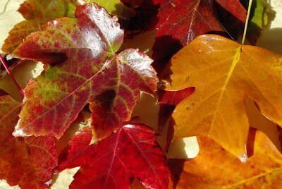 Wax Preserved Leaves