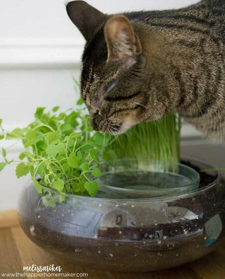 Cat-Friendly DIY Water Bowl Planter