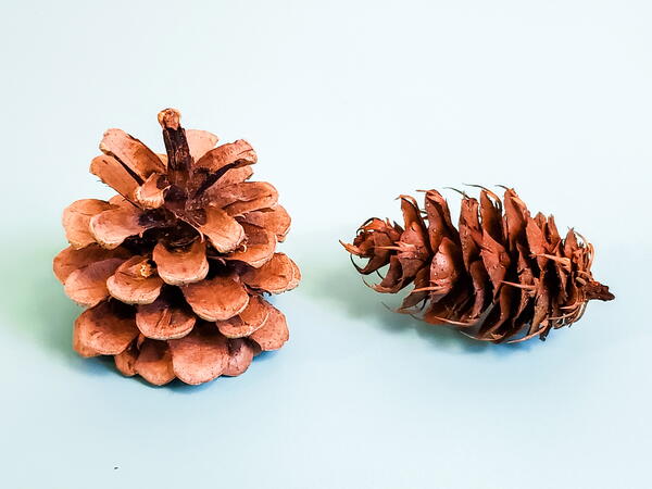 Two pine cones, one open, one closed.