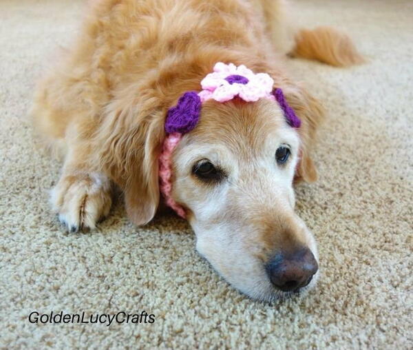 Crochet Flower And Hearts Headband For Dog