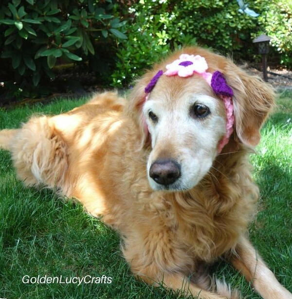 Crochet Flower And Hearts Headband For Dog