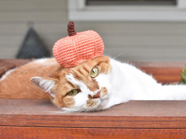 Pumpkin Hat For Pets