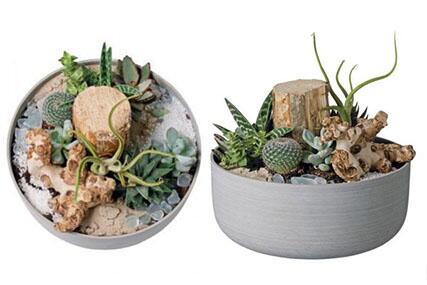 Diy: Succulents In A Bowl