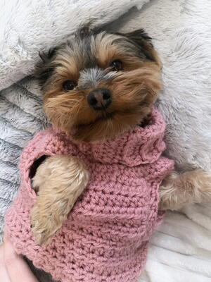 crochet pet clothes