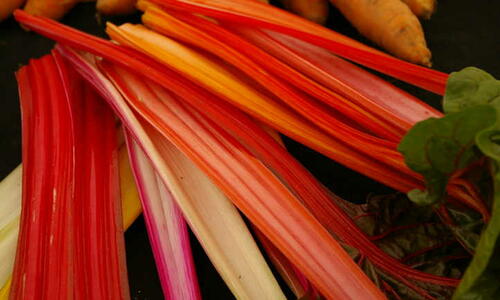 Tips for Growing Rhubarb at Home