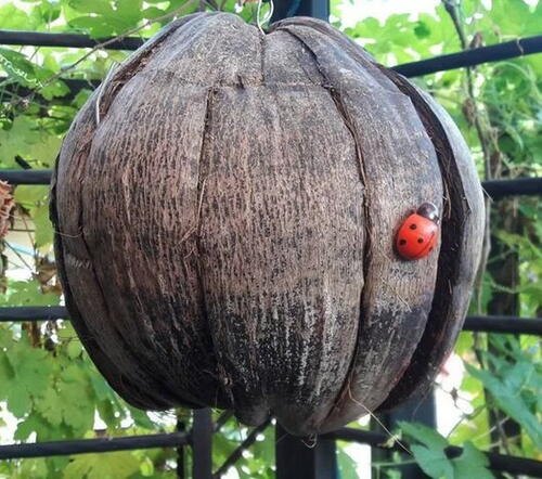 Coconut Husk DIY Ladybug House