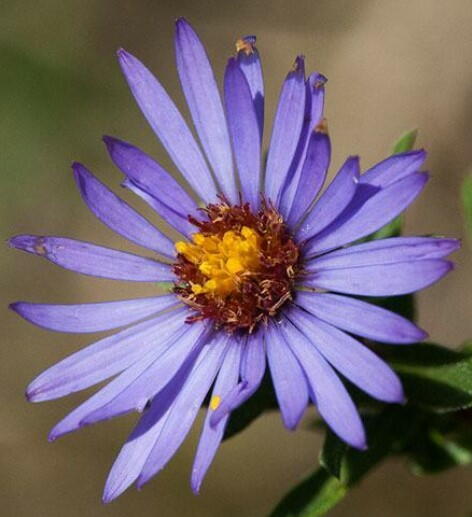 How to Grow Asters