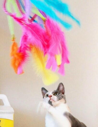 cat with feathers