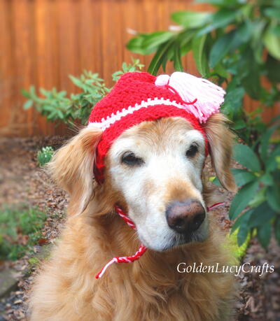 Dog Hat Crochet Pattern