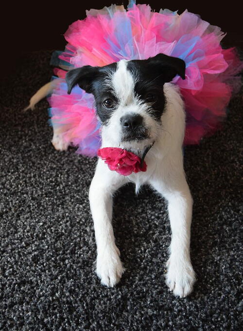 Super Easy DIY Pet Tutu