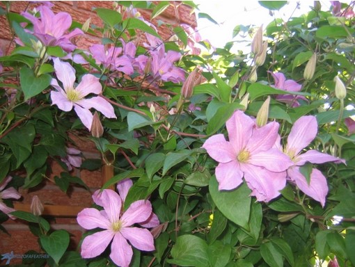 How to Train Clematis