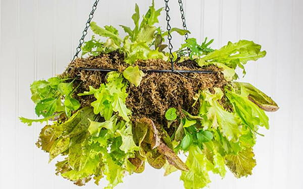 DIY Vertical Vegetable Garden Ideas
