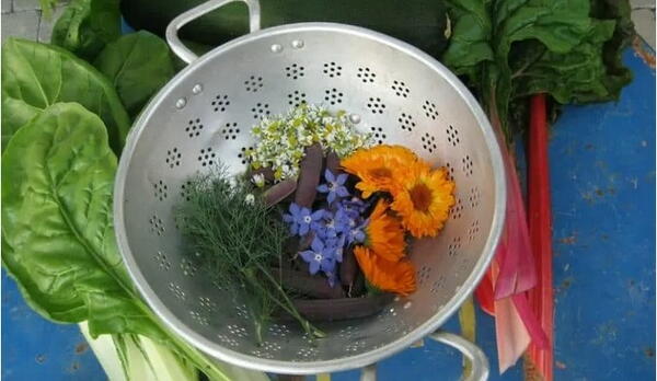 Best Edible Flowers for Your Garden