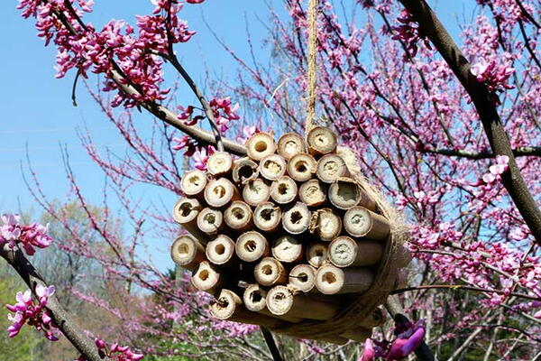 How To Make A Diy Bee House For Mason Bees