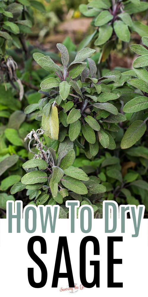 How To Dry Sage Leaves. 4 Different Options