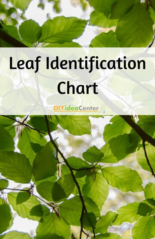 Leaf Identification Chart DIYIdeaCenter Com