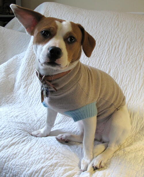 Easy DIY Dog Sweater