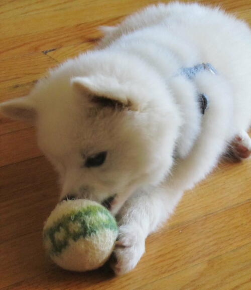 Felted Knit Dog Toy