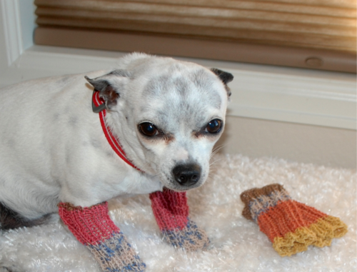 Leg Warmers for Dogs