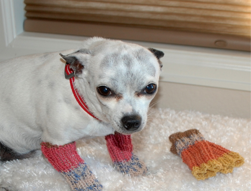 Dog leg warmers hotsell