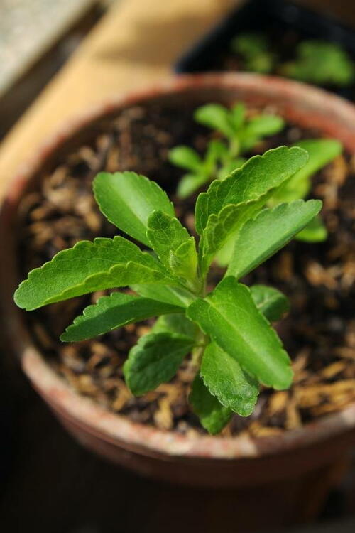 How To Grow Stevia From Seeds, Plants And Cuttings