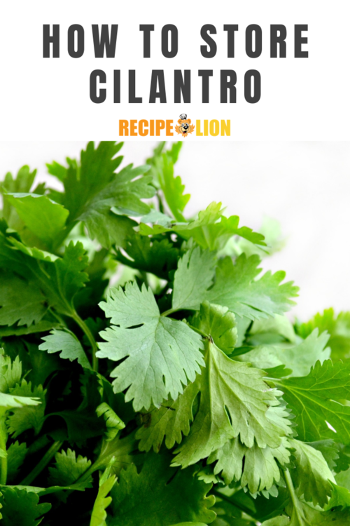 How to Store Cilantro