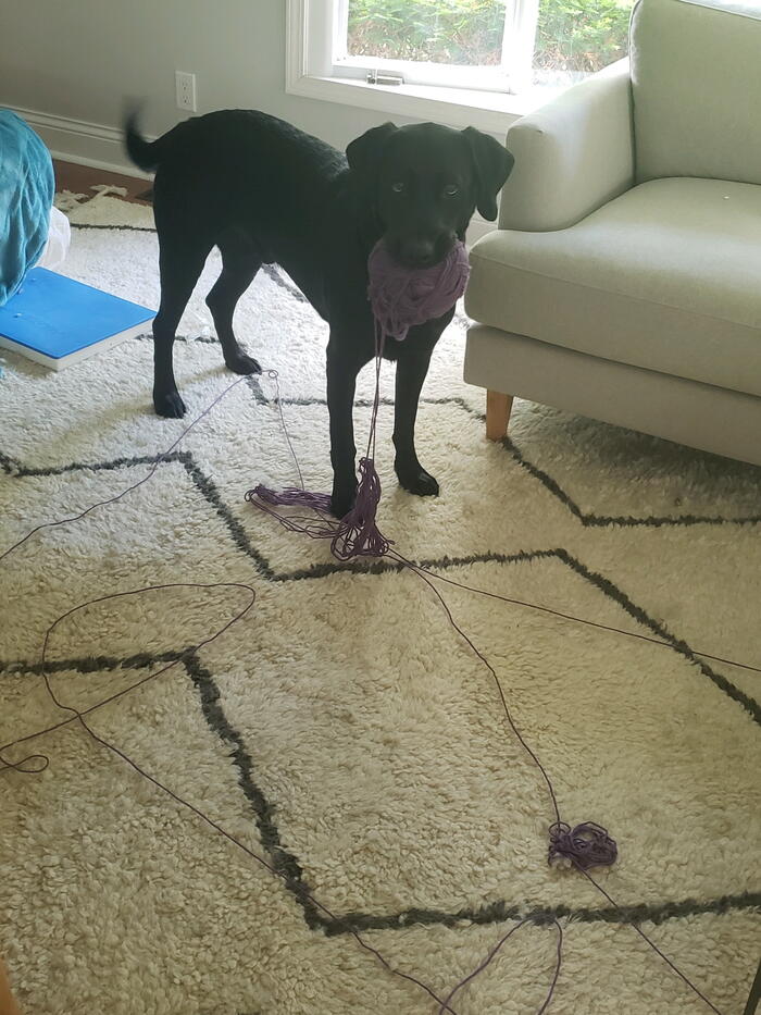 How to Keep Pet Hair Out of Crochet Projects