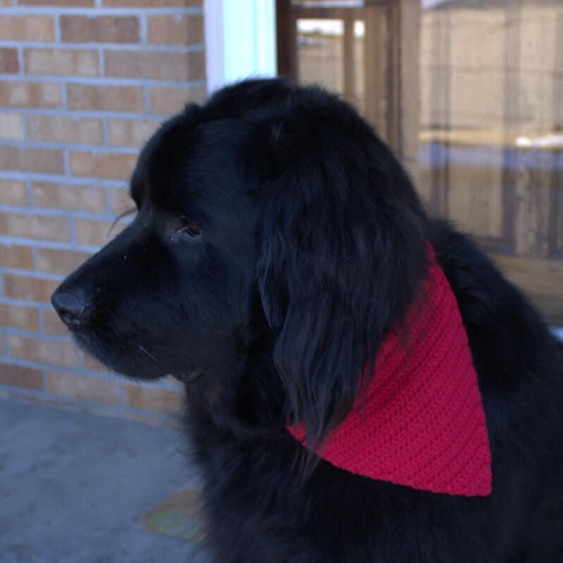 Big Dog Bandana | AllFreeCrochet.com