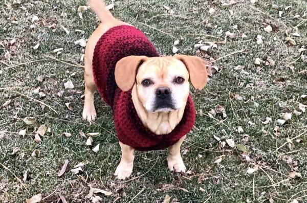 Crochet Dog Sweater In Medium 
