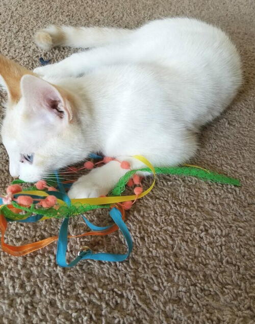 Diy Cat Ribbon Wand Toy