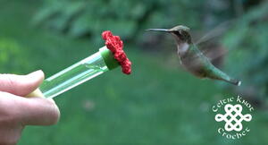 DIY Handheld Hummingbird Feeder