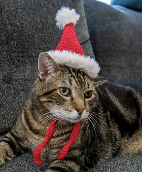 Cat Santa Hat AllFreeCrochet
