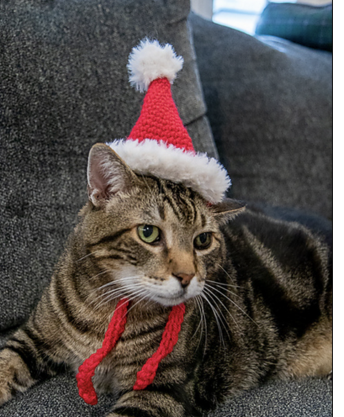 Cat's Elf Hat