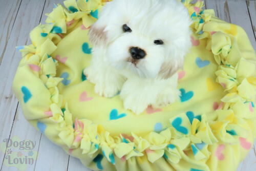 dollar general dog bed