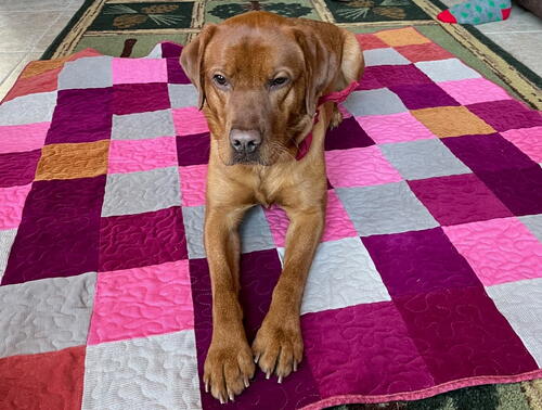 Pet Quilt With Upcycled Fabric