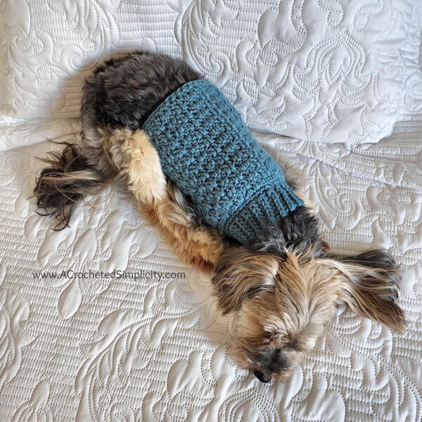Chewy's Dog Sweater