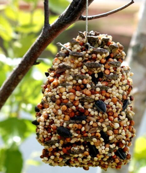 Pine Cone Bird Feeder