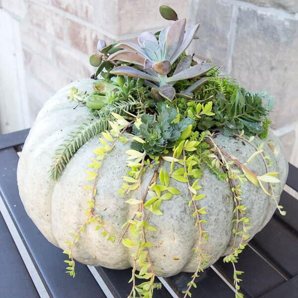 Diy Succulent Pumpkin Decor